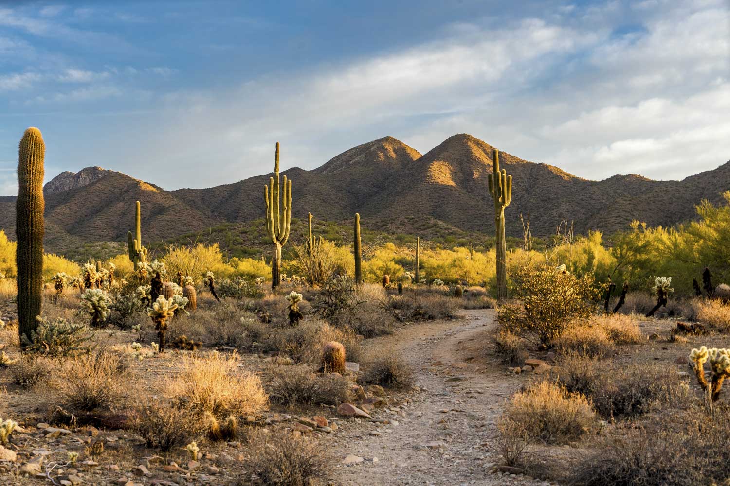 A scenic desert path winds through cactus plants and dry shrubs with towering saguaro cacti in front of rugged, sunlit mountains in apache junction az