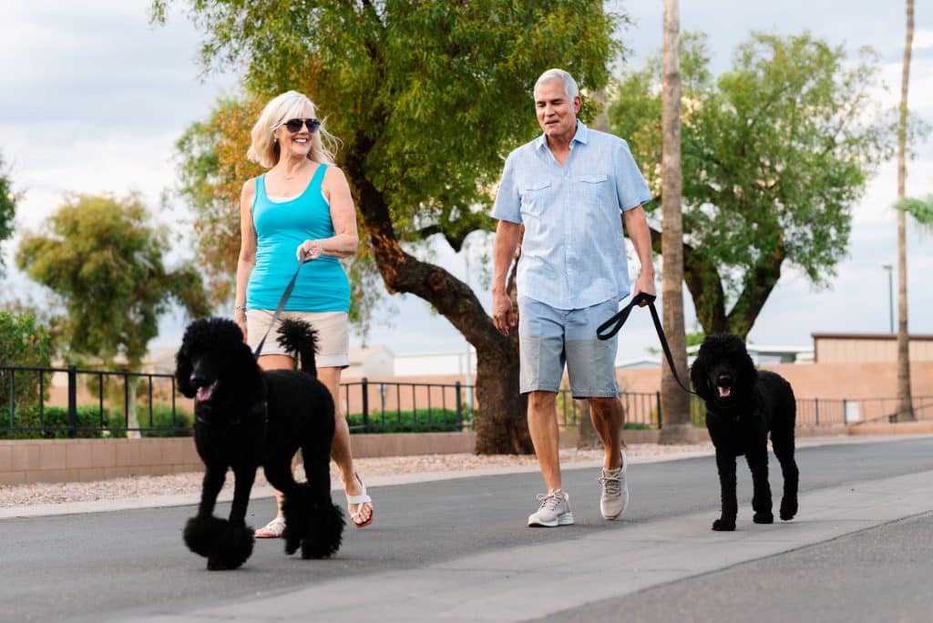 A smiling couple walking two black poodles on a paved path surrounded by greenery and trees in apache junction az